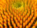 coneflower_pattern-3226